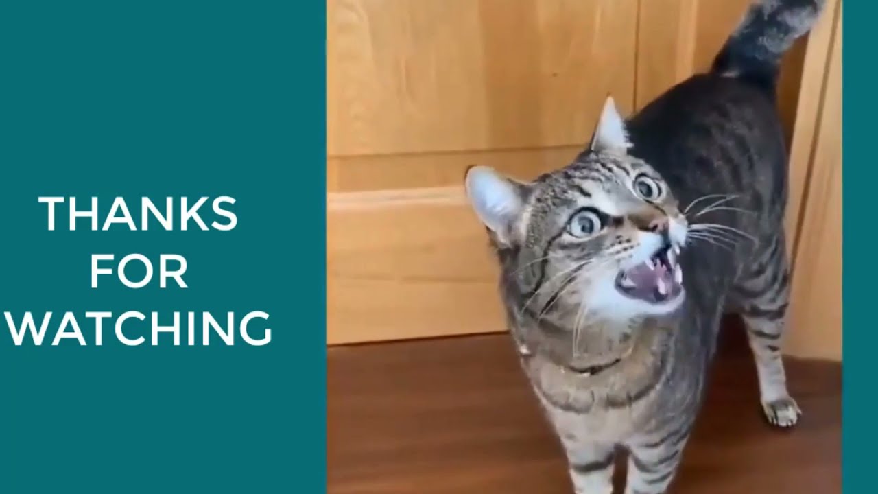 Funny and Cute Baby Cat Videos - Try Not To Laugh  #trynottolaugh #cats #babycats