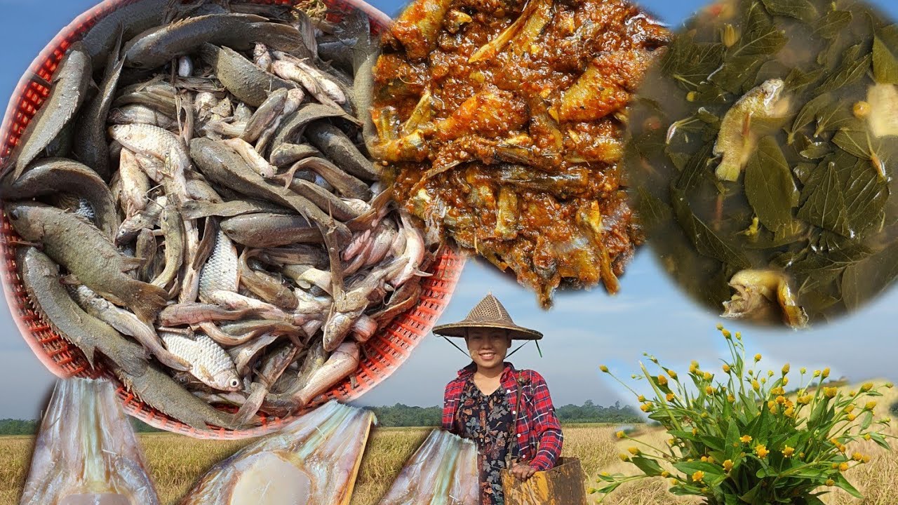Catching fishes in the field ရေခမ်းငါးတွေဖမ်းပြီးချက်စားမယ်😋ထမင်းစားပြီးတဲ့အခါဓနိသီးနဲ့အချိုတည်းမယ်🥰