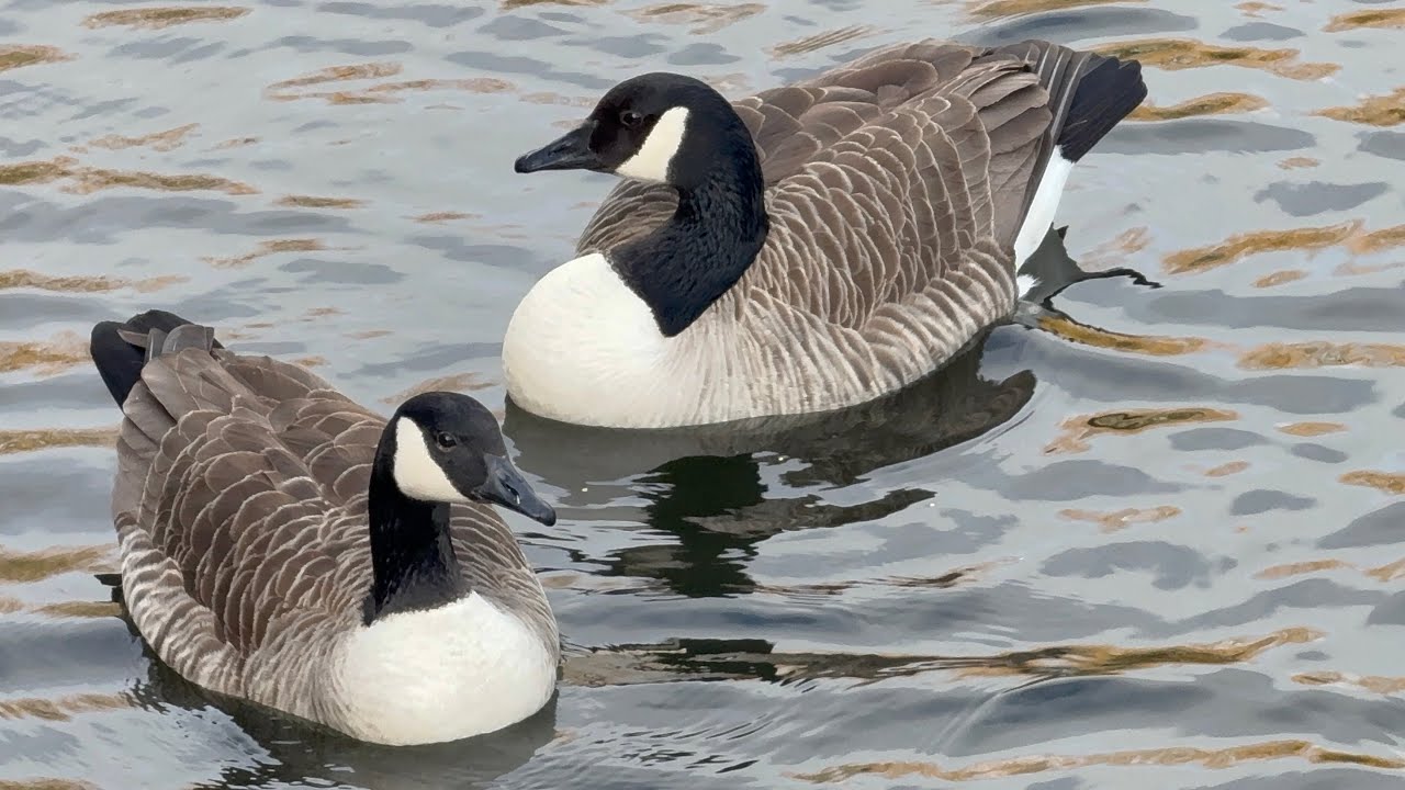 Waterfowl Observing & Geese Making Noises A Lot Of The Time! 27 Feb, 2026. 