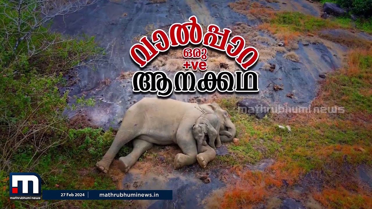 'മൂന്ന് വർഷമായി ഇവിടെ ഒരാളെപ്പോലും കാട്ടാന ആക്രമിച്ചിട്ടില്ല'; വാൽപ്പാറ- ഒരു പോസിറ്റീവ് ആനക്കഥ