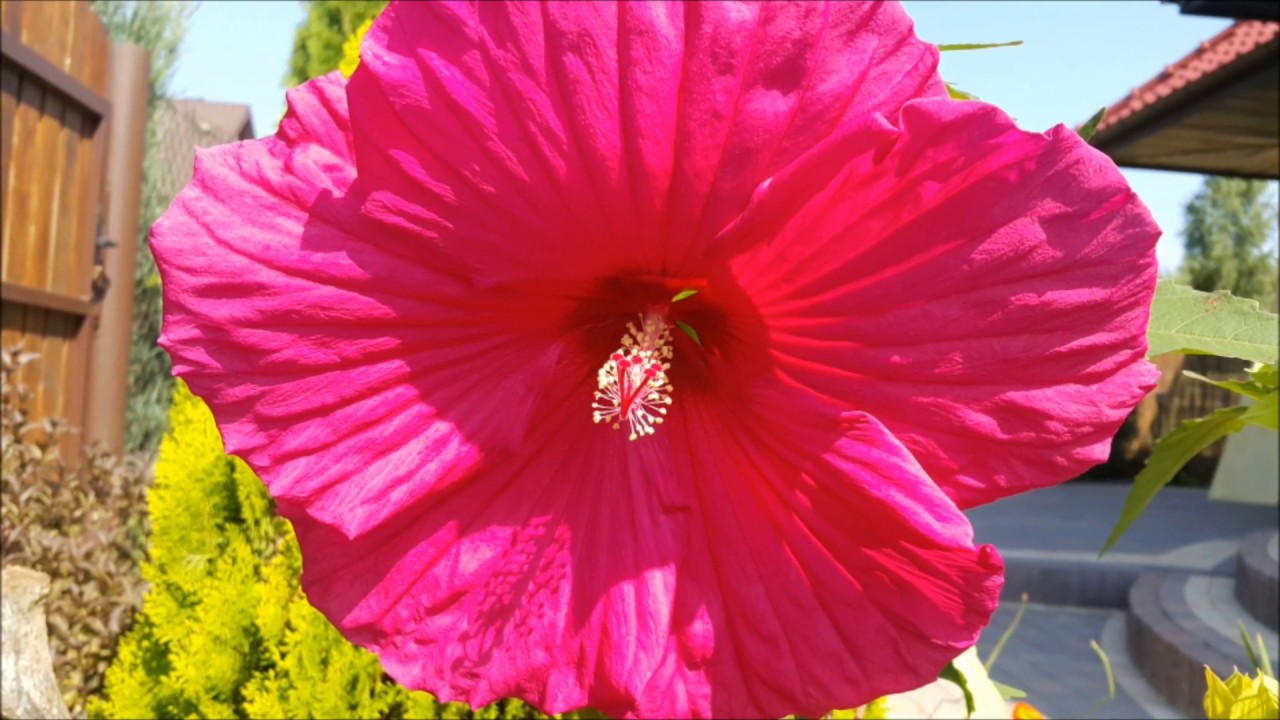 Poradnik Ogrodowy #16 - Ketmia czyli Hibiskus w ogrodzie