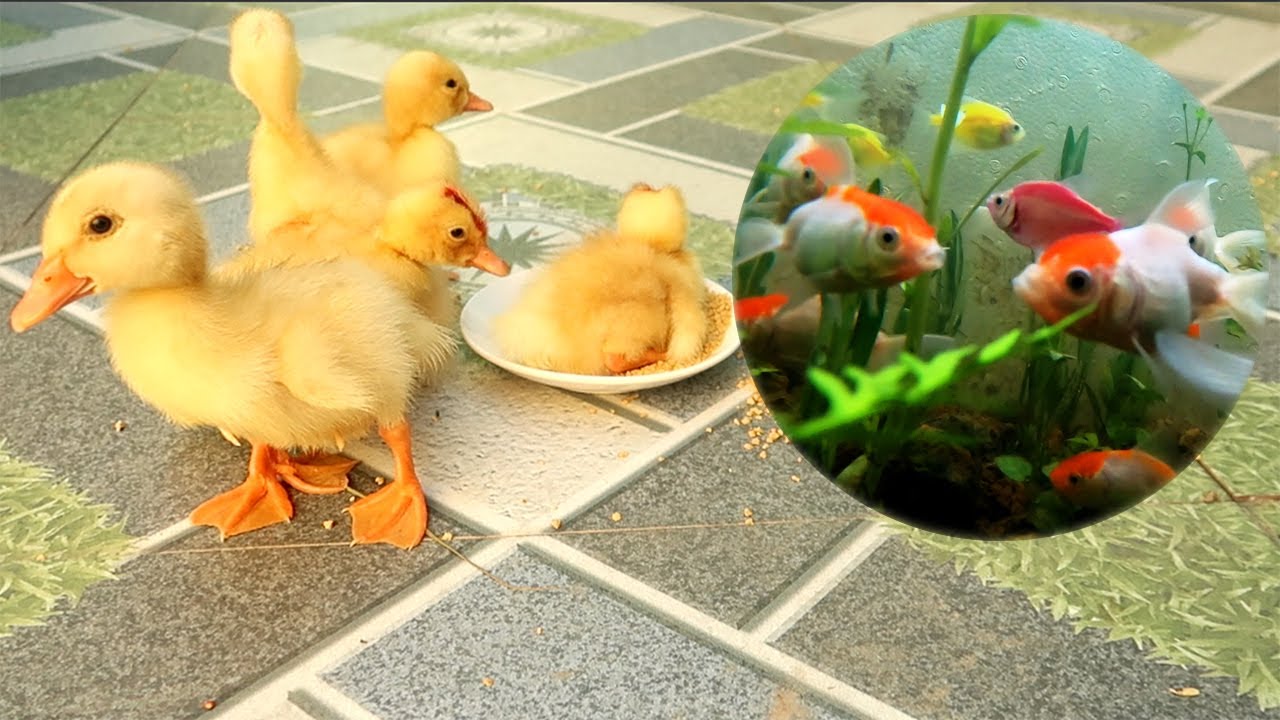 Đón 5 Vịt Con Về Nuôi Làm Thú Cưng, Thả Cá Hạc Đỉnh Hồng vào Bể Thủy sinh