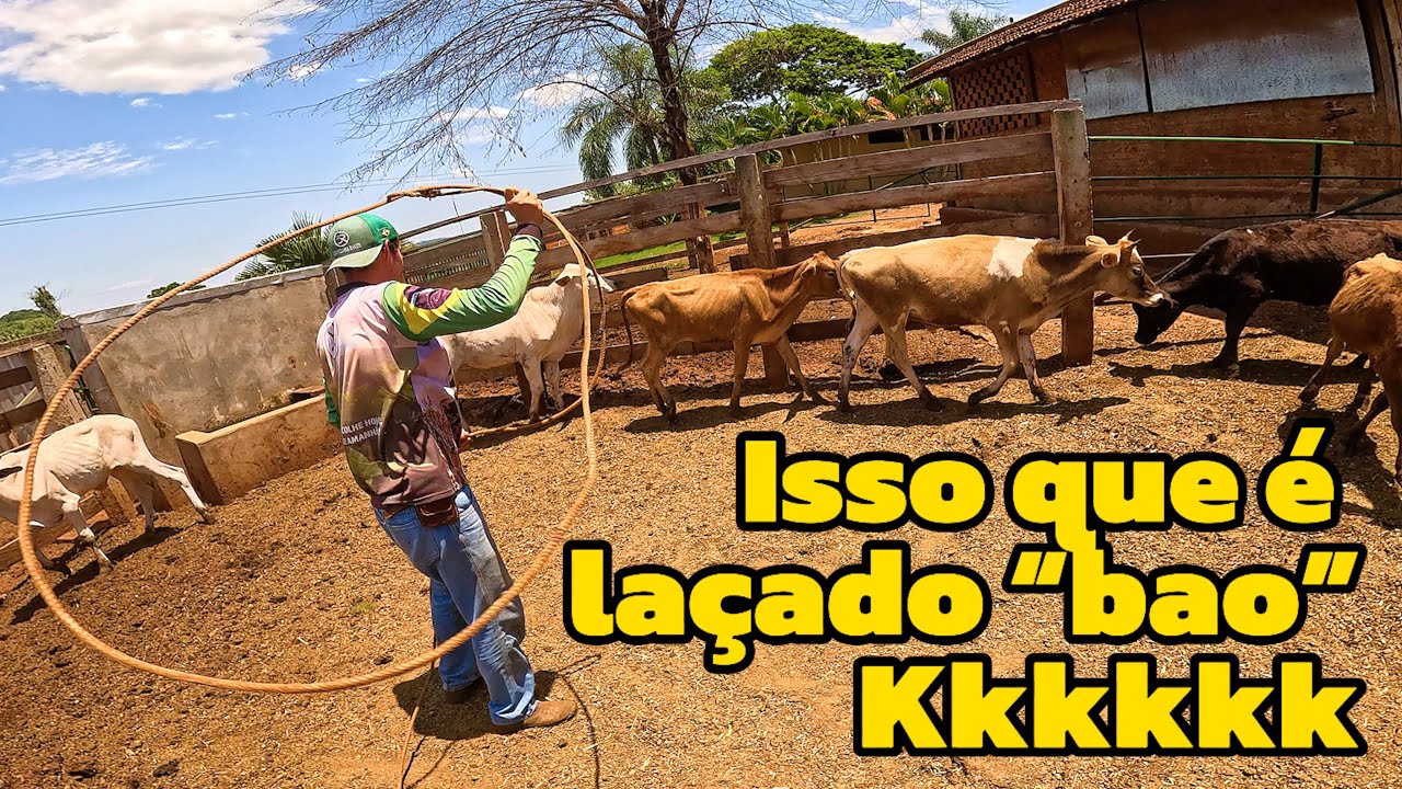 Derverminamos os bezerros e nossa casa na ro&ccedil;a j&aacute; esta com os batentes da janela (ro&ccedil;avlog)