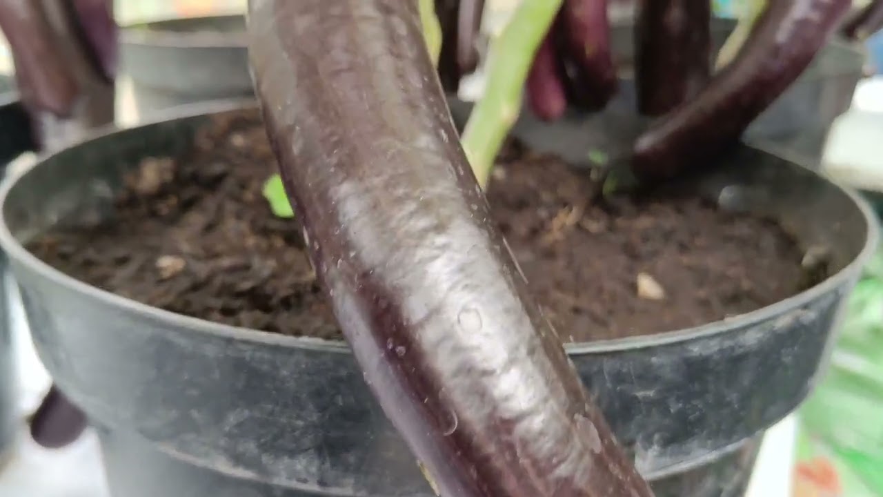 HARVESTING ORGANIC Vegetables In the UK 