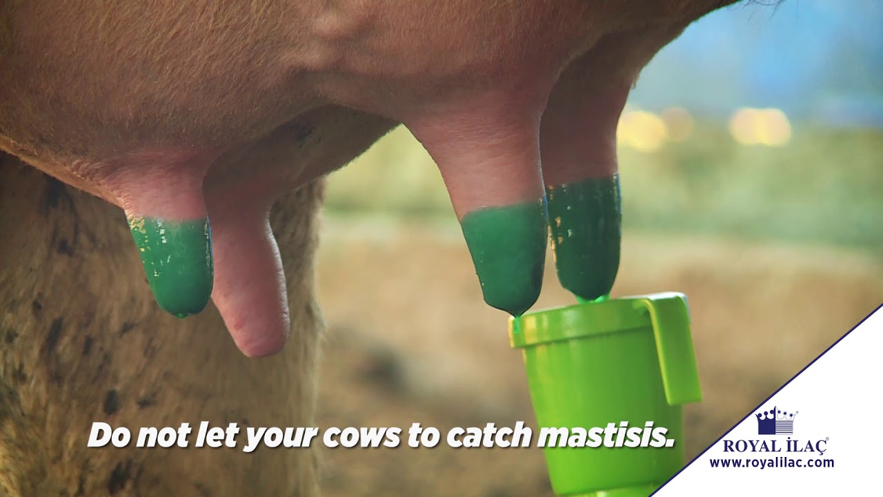 Protect your cows from mastitis using MASDISIN HERBAFILM after milking