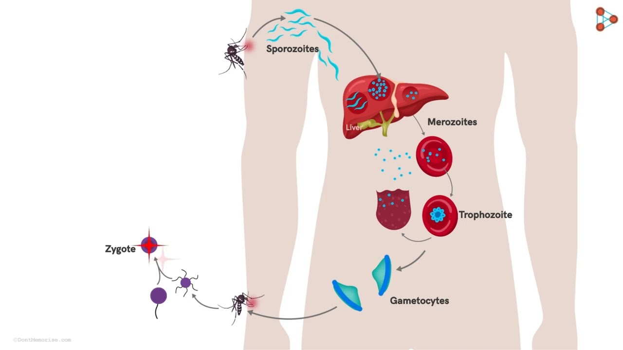044-BLS-ငှက်ဖျားပိုးသံသရာလည်ပုံ အပိုင်း ၁ (Malaria life cycle: basic)