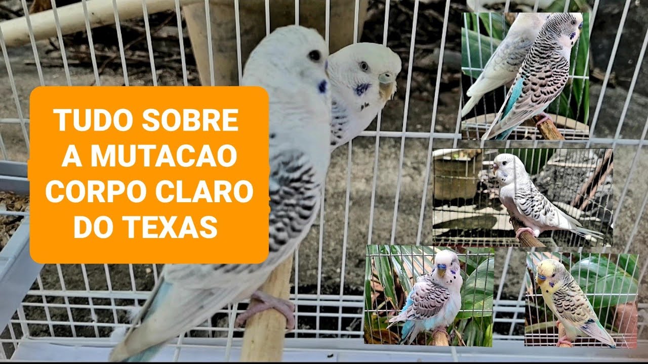 Como reproduzir a mutação Corpo Claro do Texas?