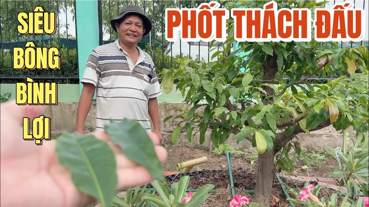 24/5🌼Ph&acirc;n biệt l&aacute; SBBL & SBSG gặp phốt lớn Đủ Lực c&acirc;n k&iacute; Thiết Sa Chưởng b&ocirc;ng n&agrave;o đẹp hơn Tết 2024