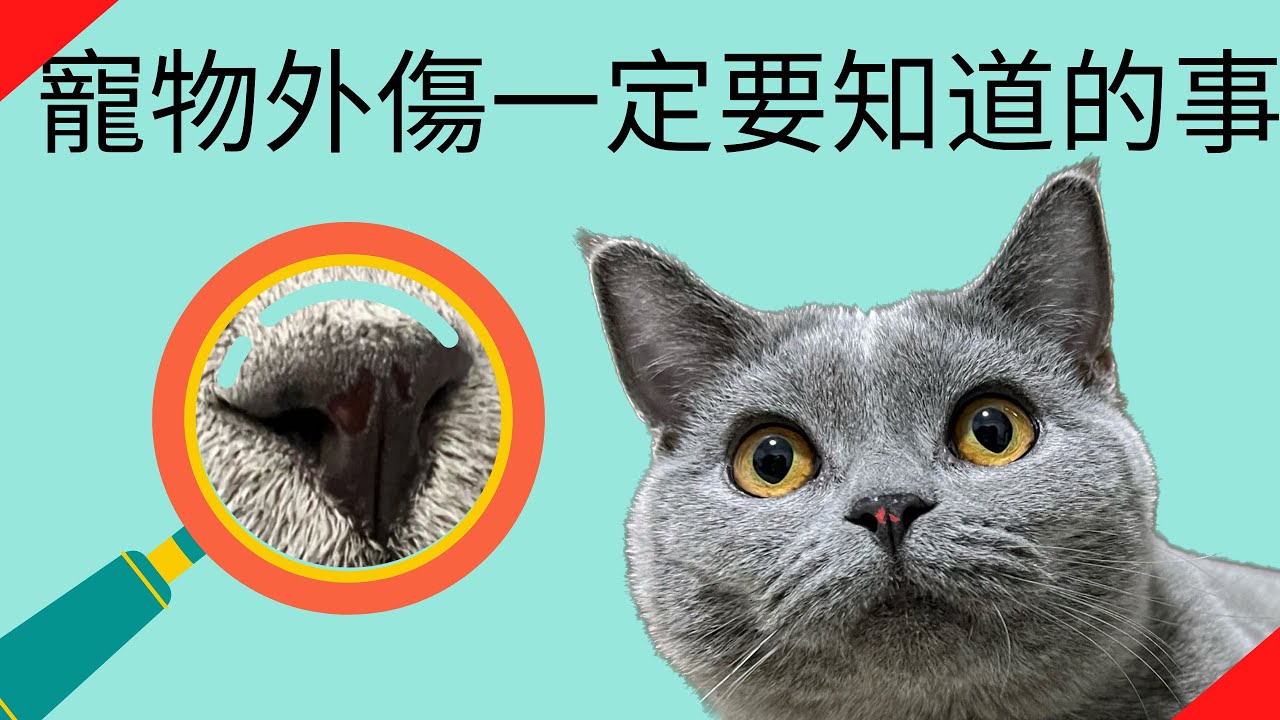寵物受傷了怎麼辦？
