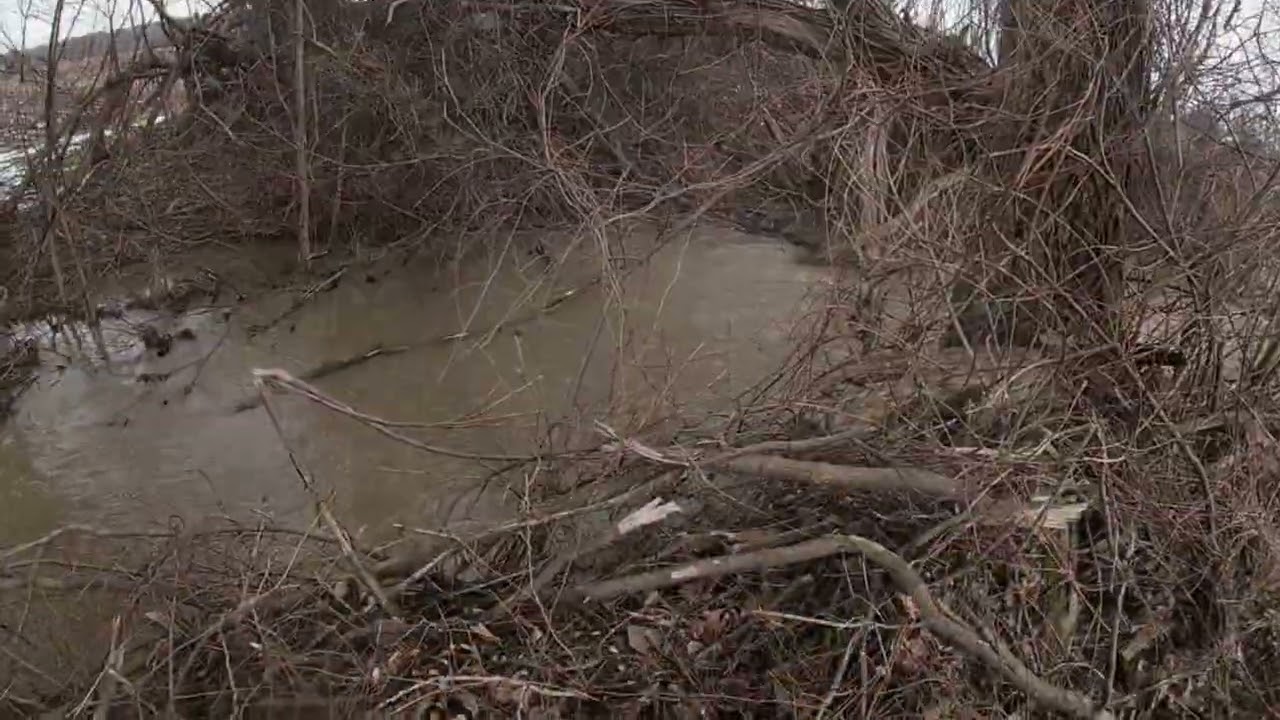checking out the creek flooding on the suzuki tc 100