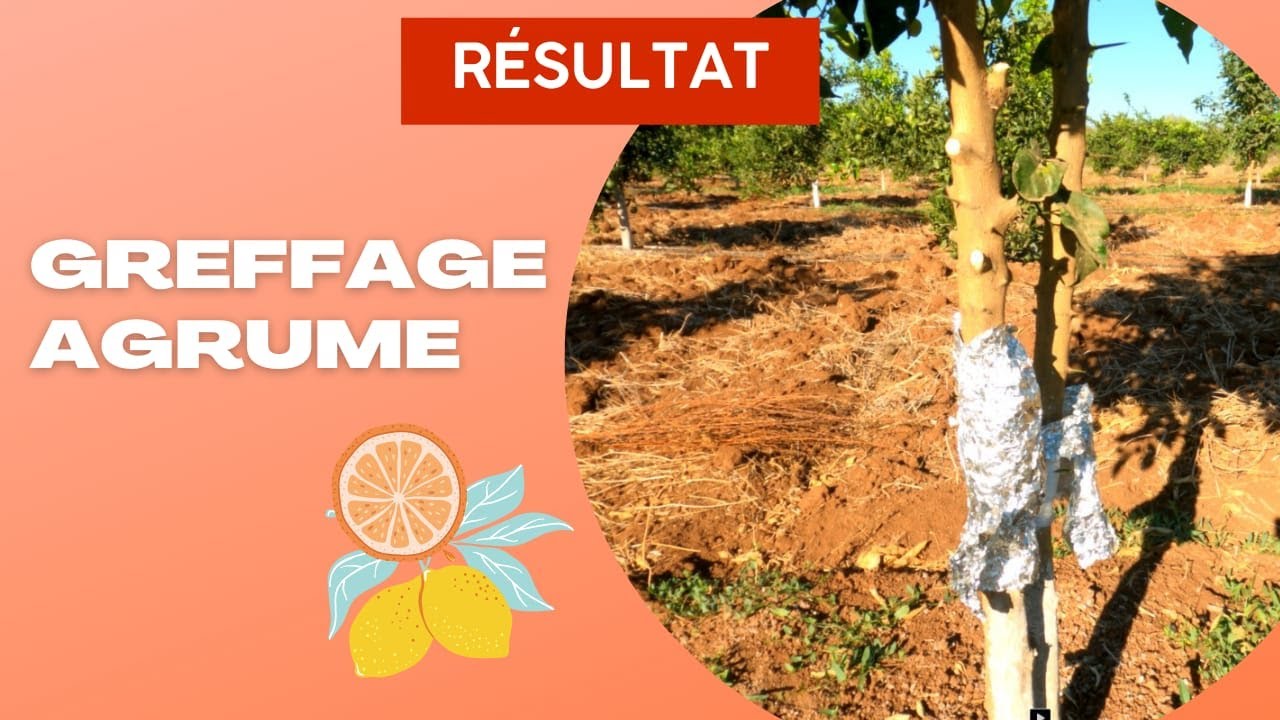 résultat de greffage des agrumes