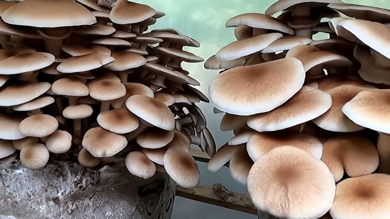 Passive Outdoor Mushroom Fruiting Chamber DIY