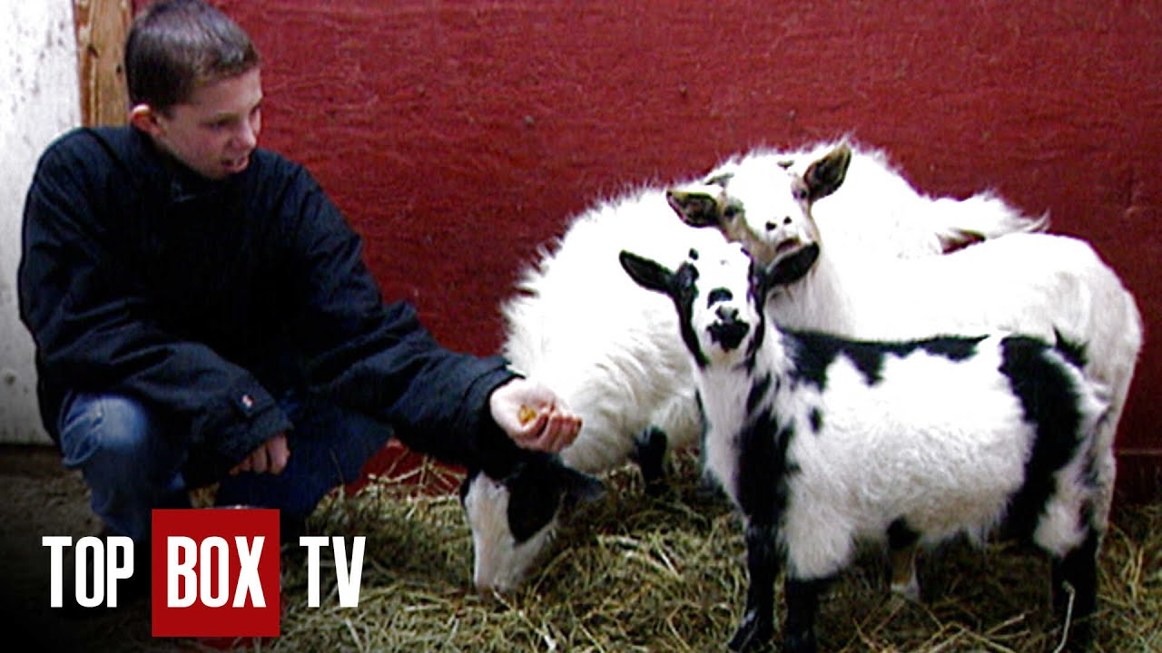 When Animals Save People - Animal Miracles 112 - Green Chimneys