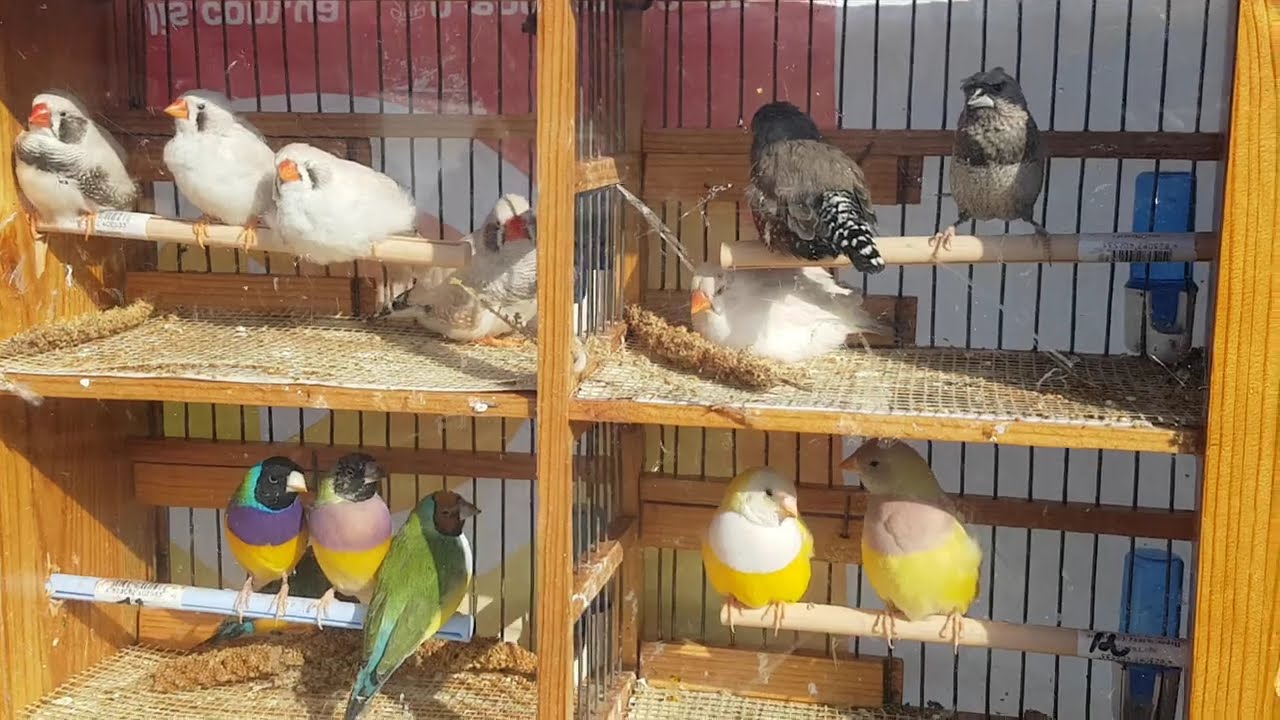 14.03.26г. г. Кропивницкий, часть1. Ярмарка  декоративных животных.