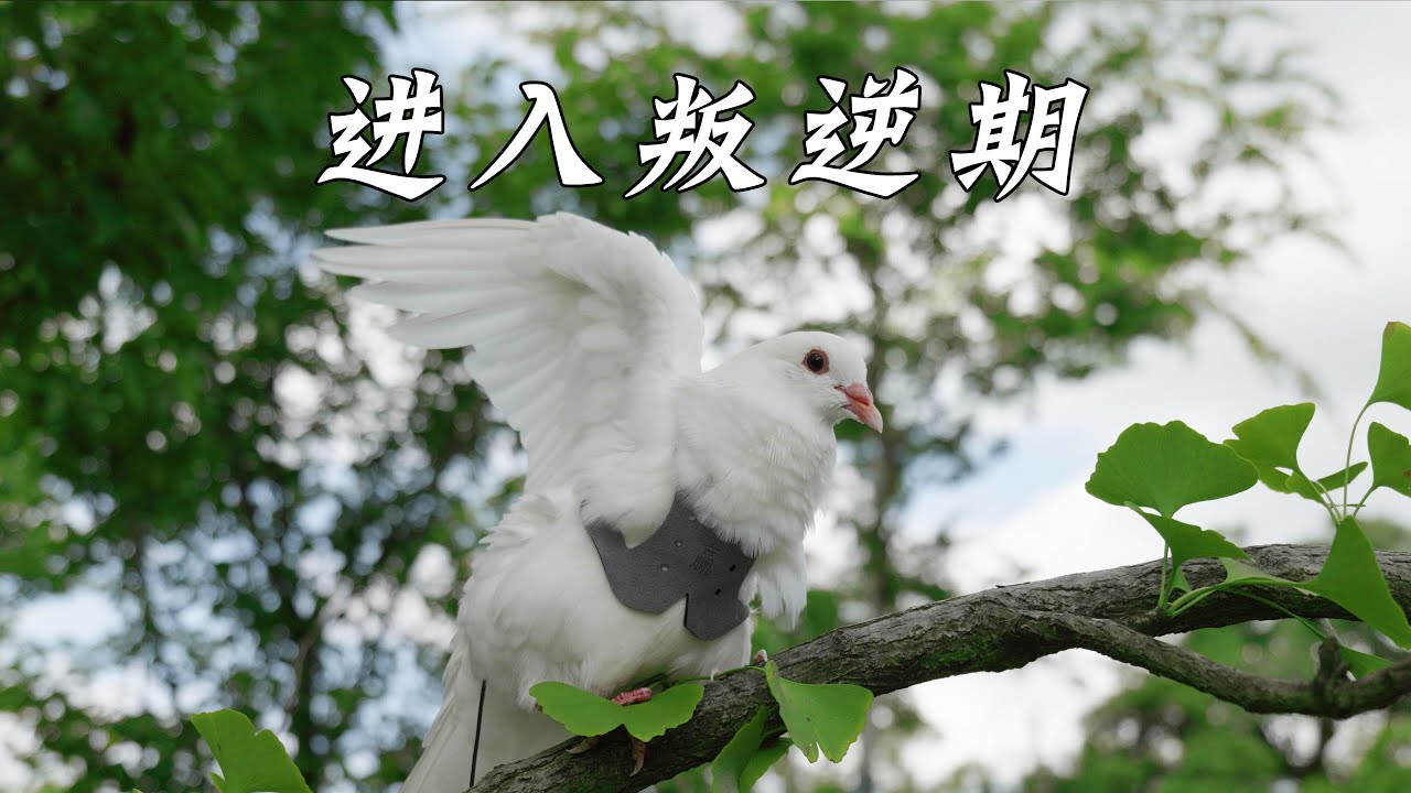 你们养的鸟，会有叛逆期吗？
