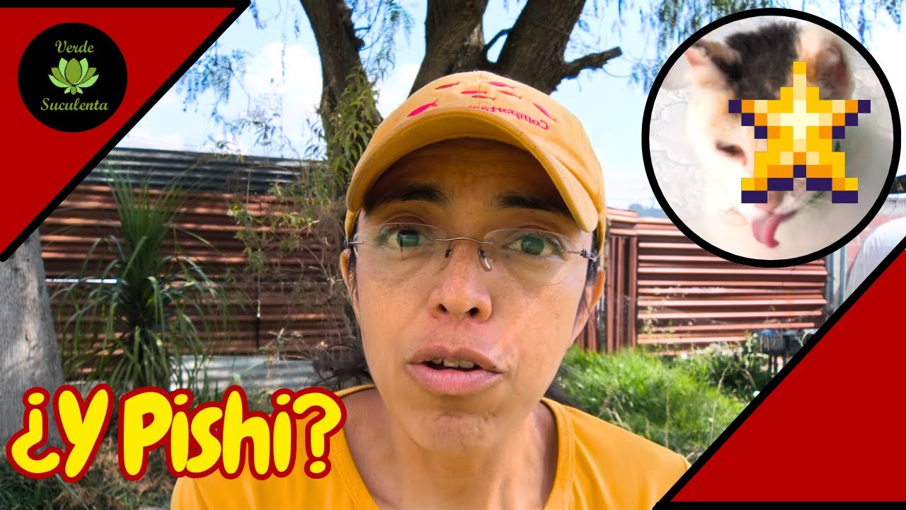 Por estas razones me tarde el subir actualización de Pishi, ¿Qué ha pasado con mi peque? 🐱👀