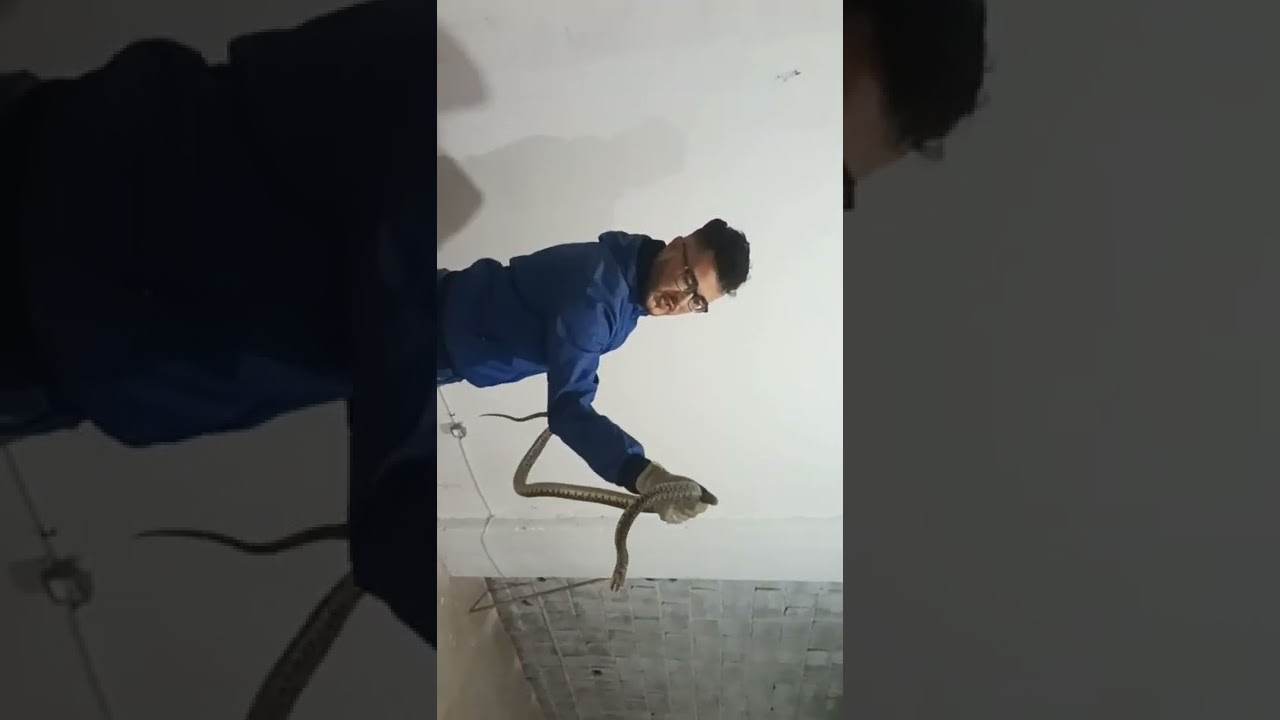 ثعبان حدوة الحصان( قسنطينة الجزائر)