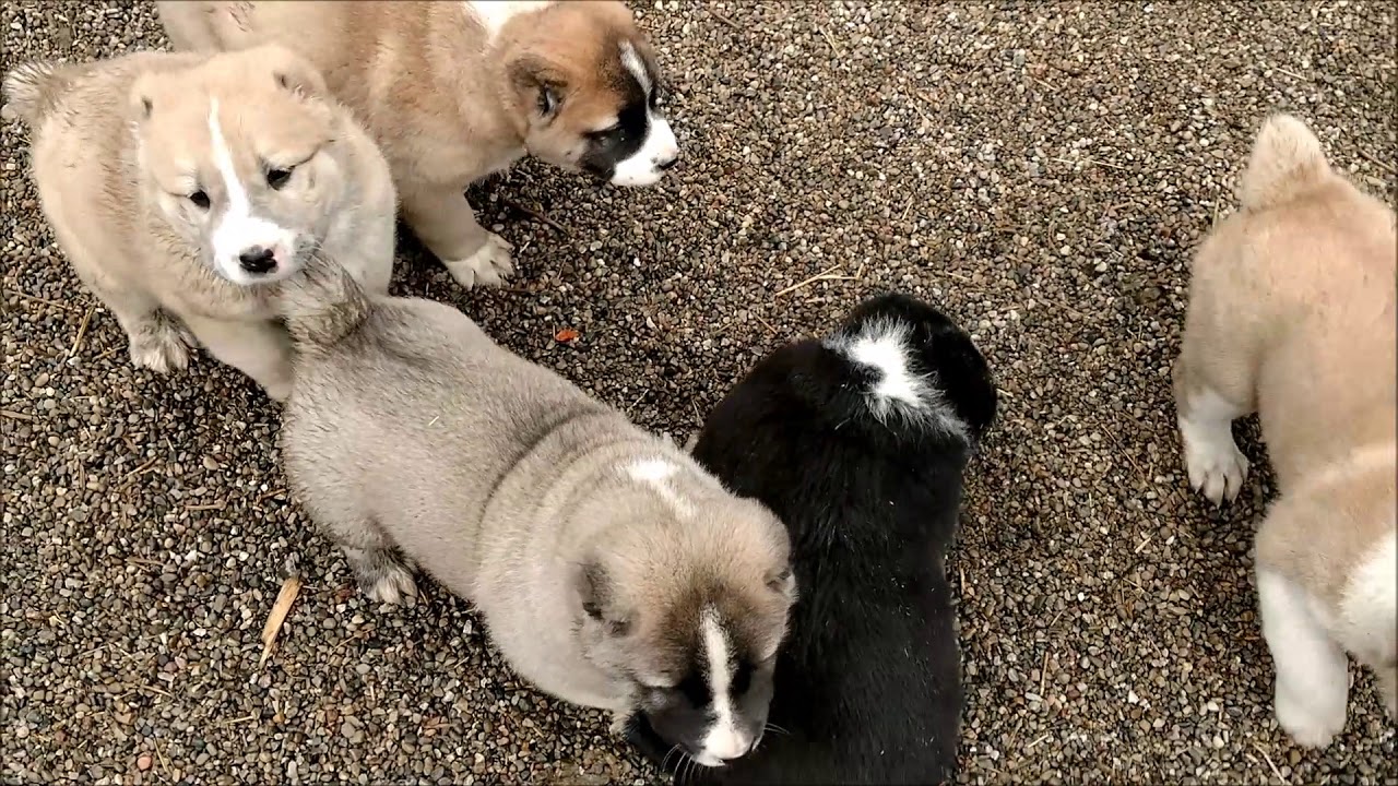Central asian shepherd puppies day in our  kennel Michigan