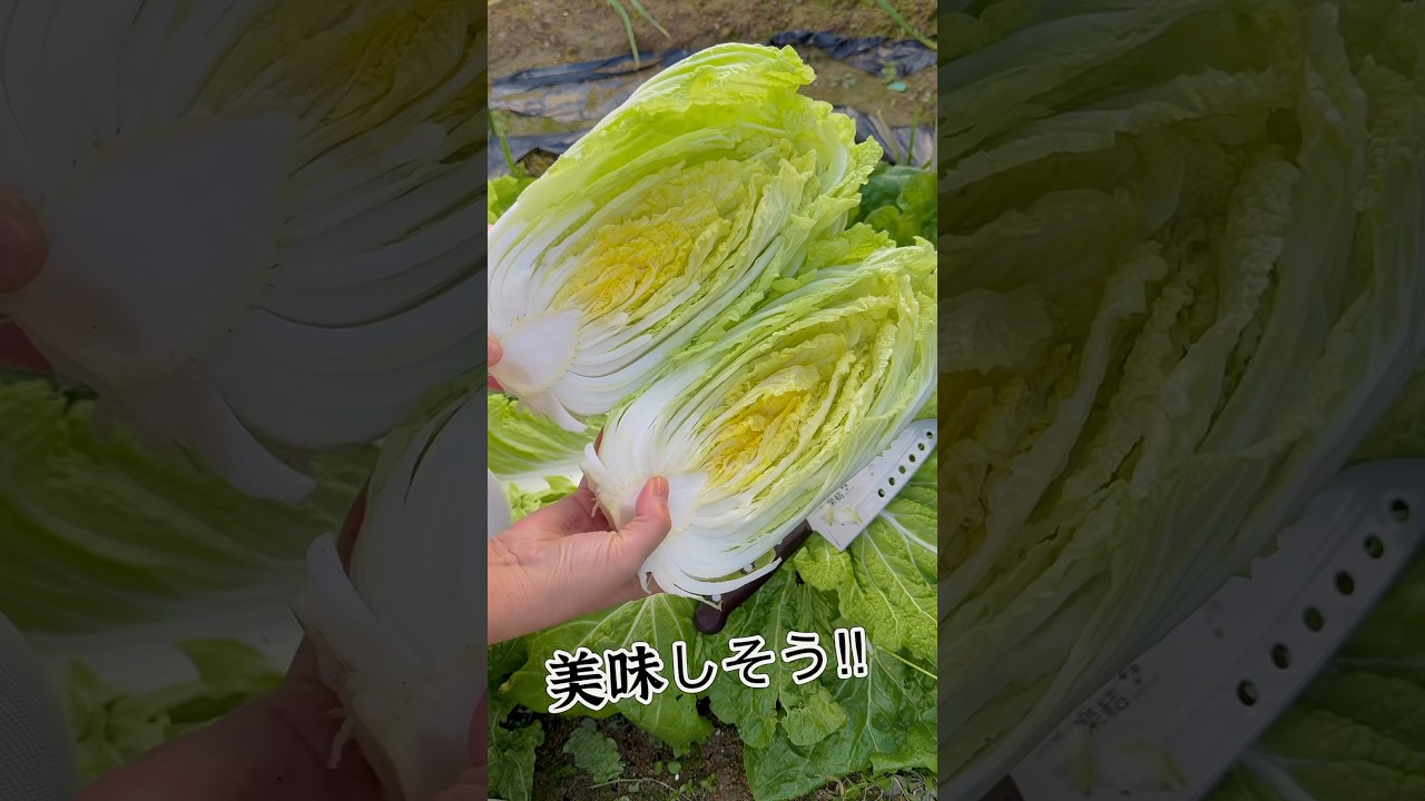 白菜！キムチ作りたい‼︎3年目の挑戦…まずは塩漬けする‼︎ 
