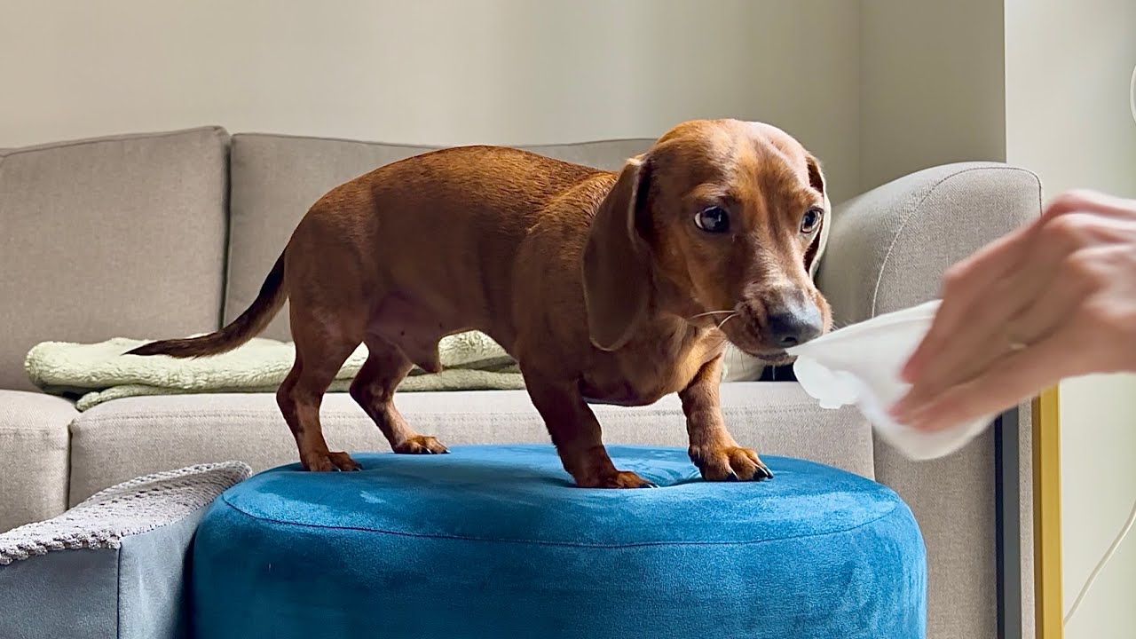 What it's like tidying up with a mini dachshund