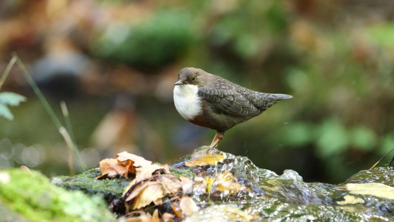 Lady WP filmt 26: Die Wasseramsel ein geheimnisvoller Vogel