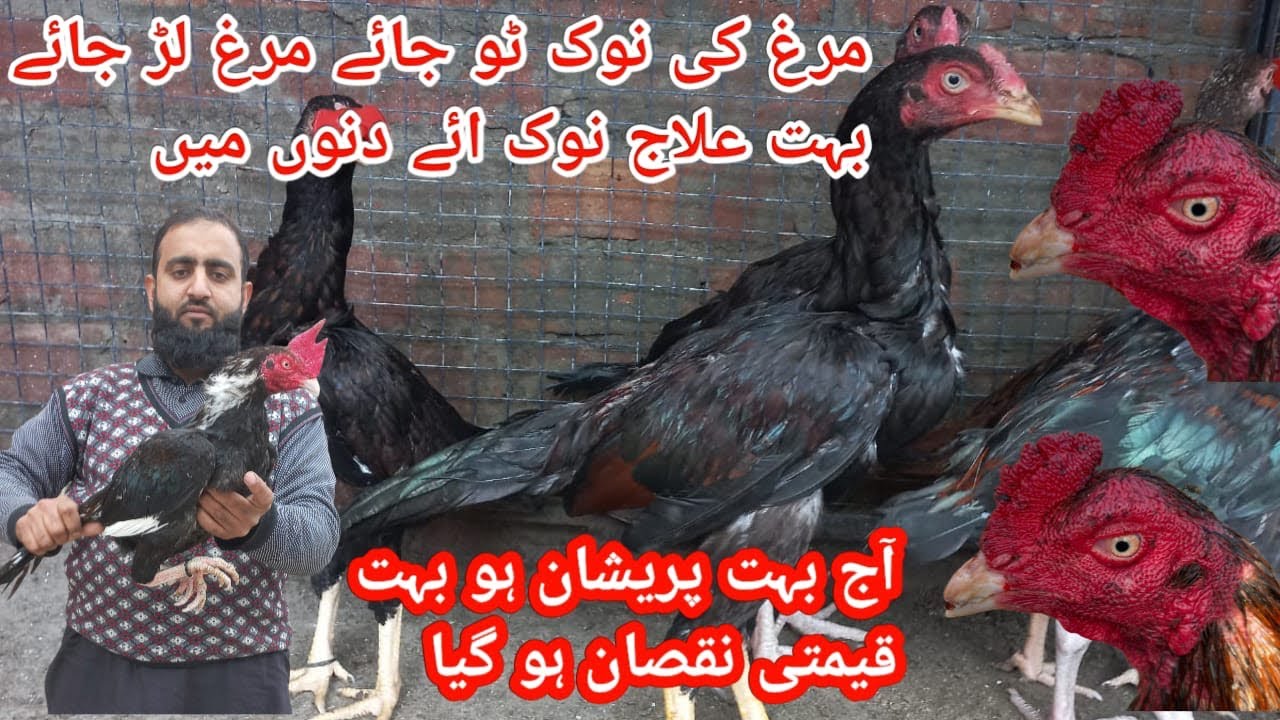 آج بہت بڑا نقصان ہو گیا شوق نے دل توڑ دیا 😰😰