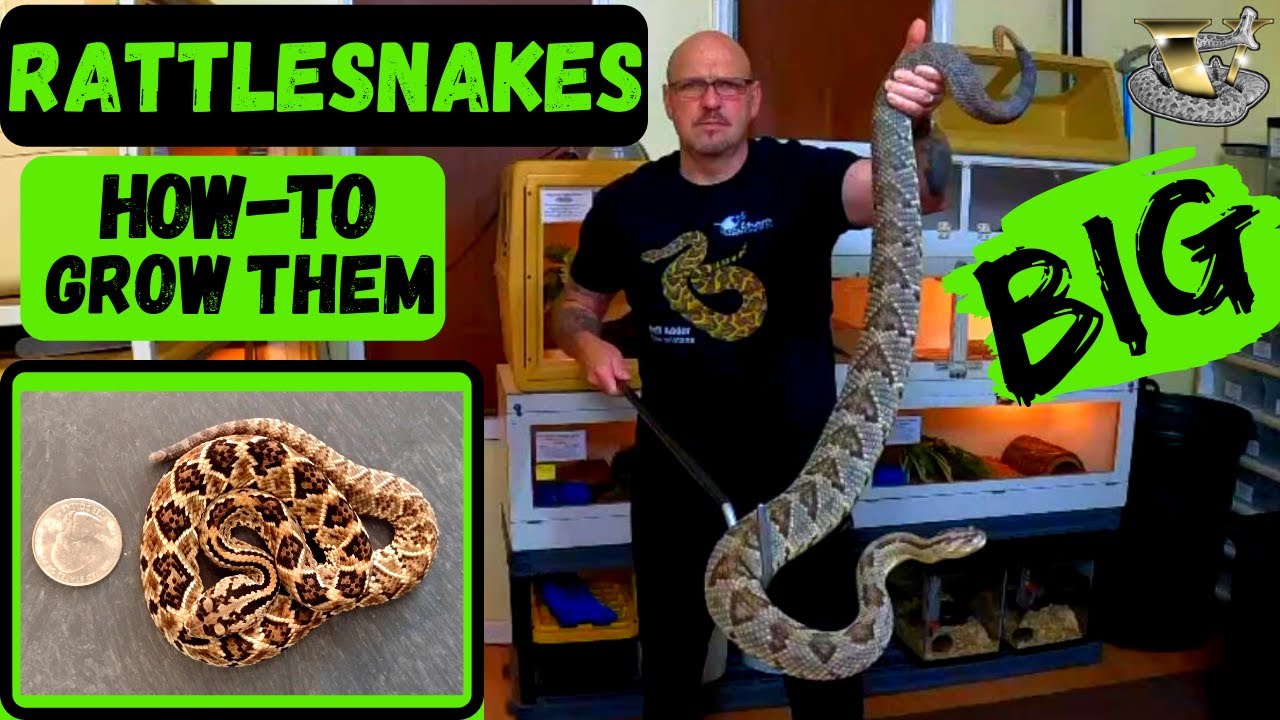 How Fast Do Healthy Rattlesnakes Grow?