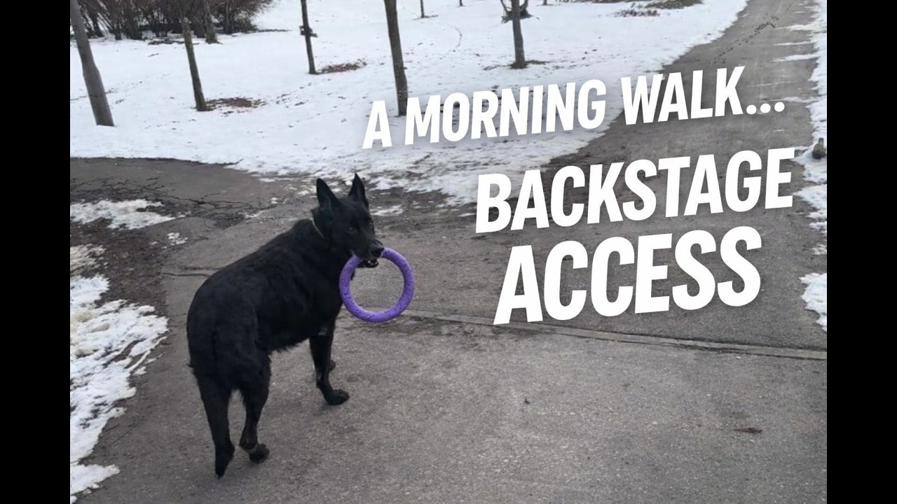 20260220| German Shepherd Walk During CAVALIADA Prep 🐾#dogvideo #asmrdog