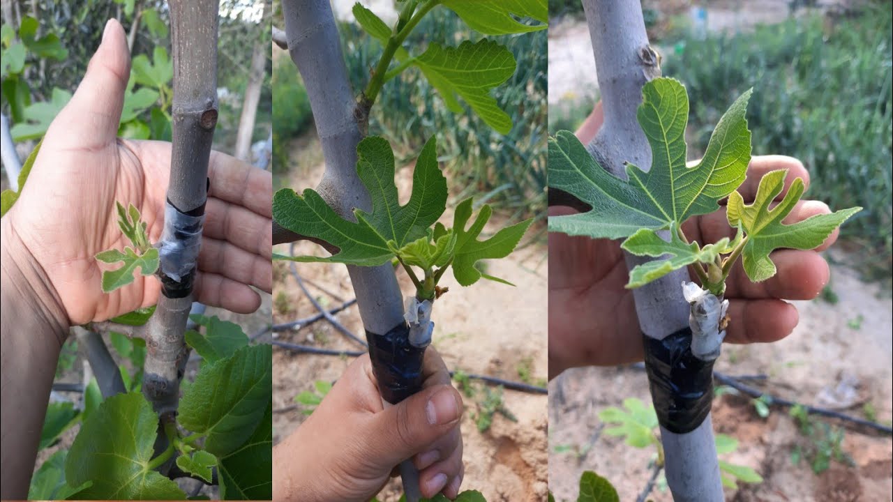 تطعيم شجرة التين بسهولة كيفية تغير شجرة التين من ثمار سيئة إلى ثمار ممتازة : fig grafting