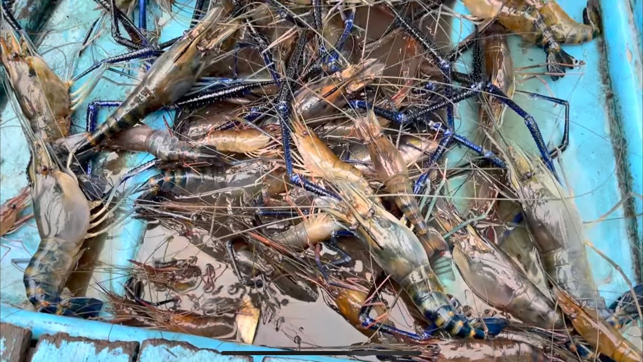 (Video panjang) Banyak dapat udang besar-besar kali ni