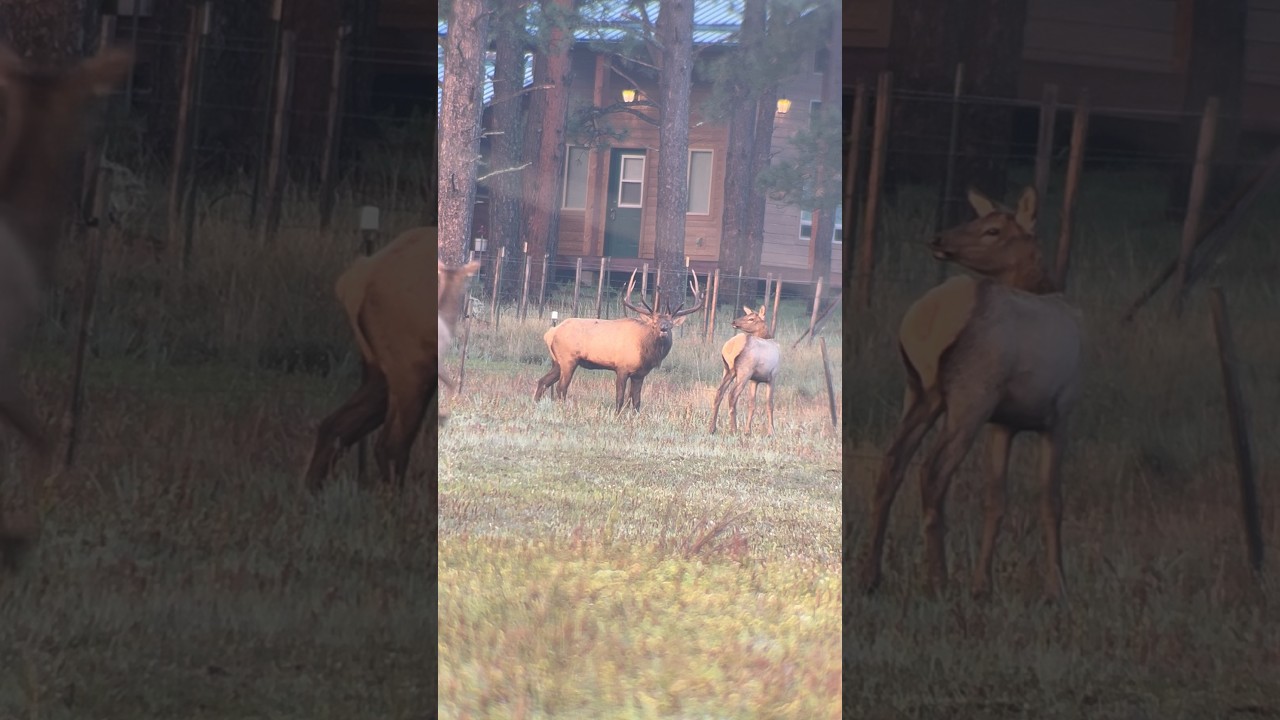 Giant town bull screaming up close and personal 
