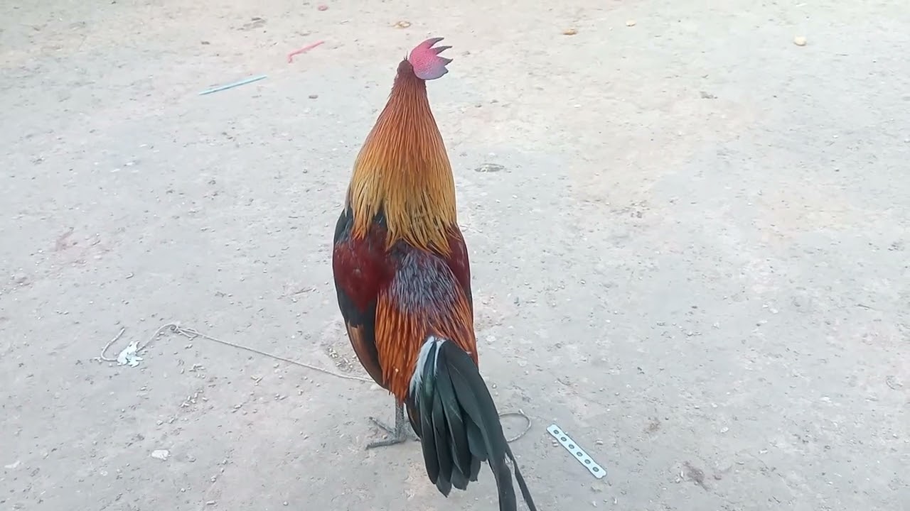 26(1) Saib qaib tuaj zoo nawb 2026