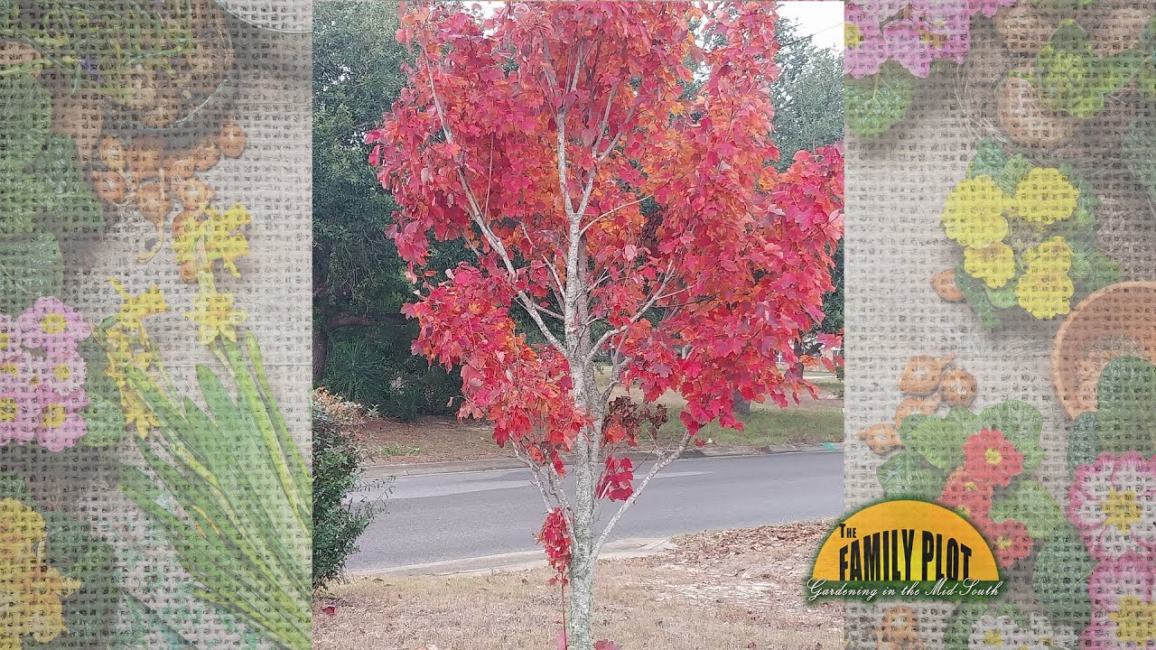 Can I trim off the Bottom Branches on my maple trees?