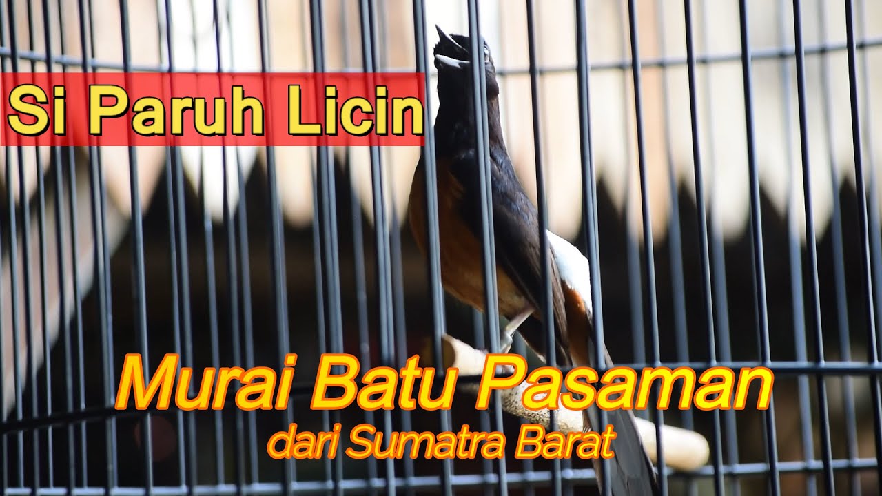 Murai Batu pasaman si pembuang materi salah satu koleksi ori hutan sumatra barat H. Nepik BF kudus