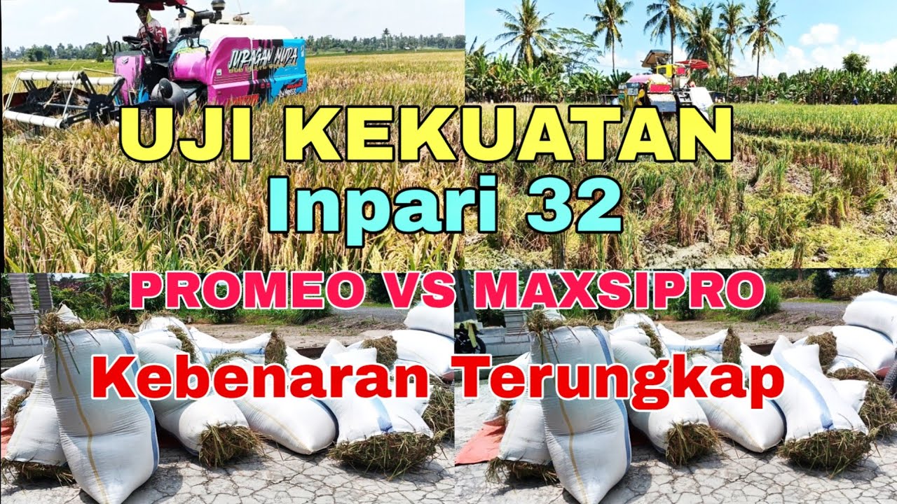 UJI KEKUATAN VARIETAS PADI INPARI 32 PROMEO VS MAXSIPRO kebenaran terungkap