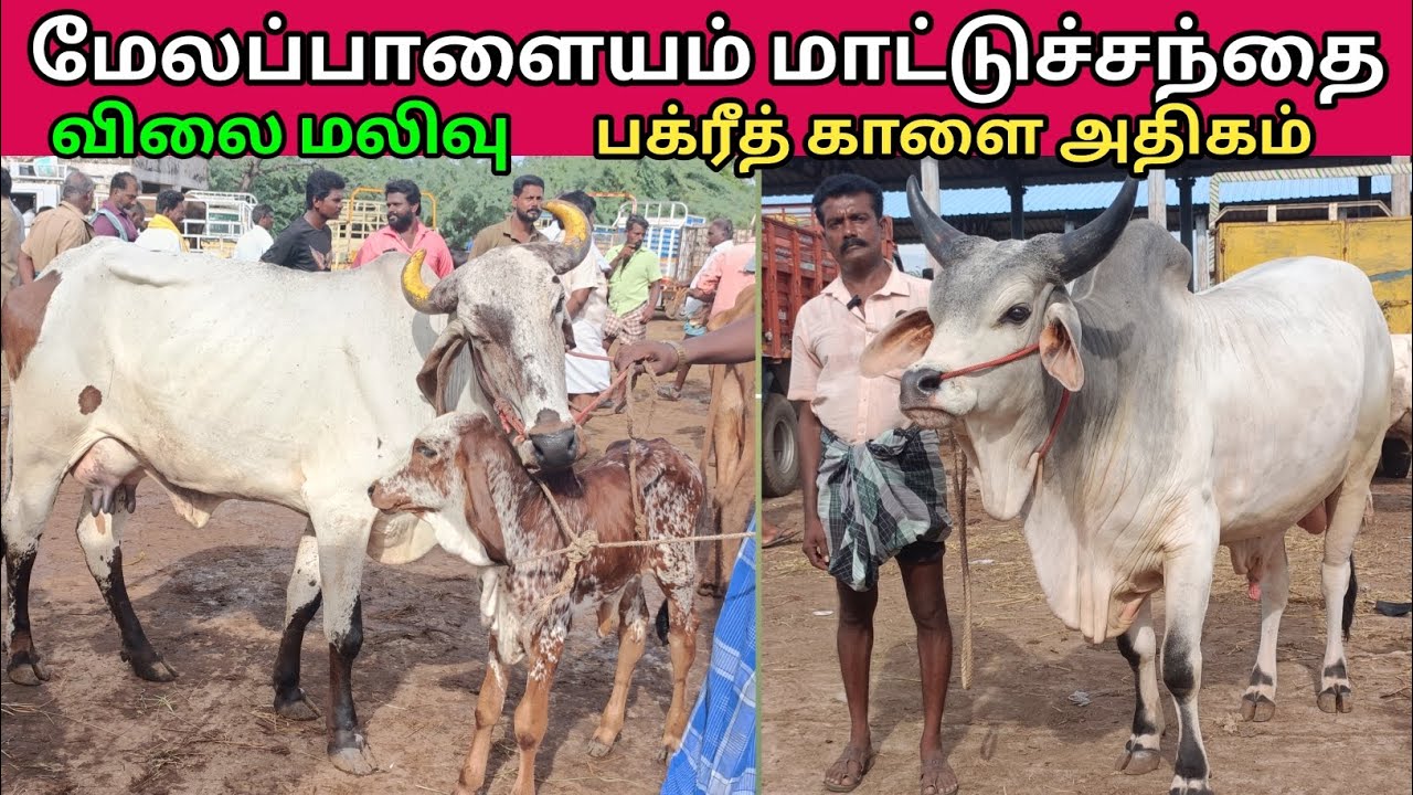 19 - 5 - 2025 | மேலப்பாளையம் மாட்டுச்சந்தை | Melapalayam Cow Market | @kalnadaitholan