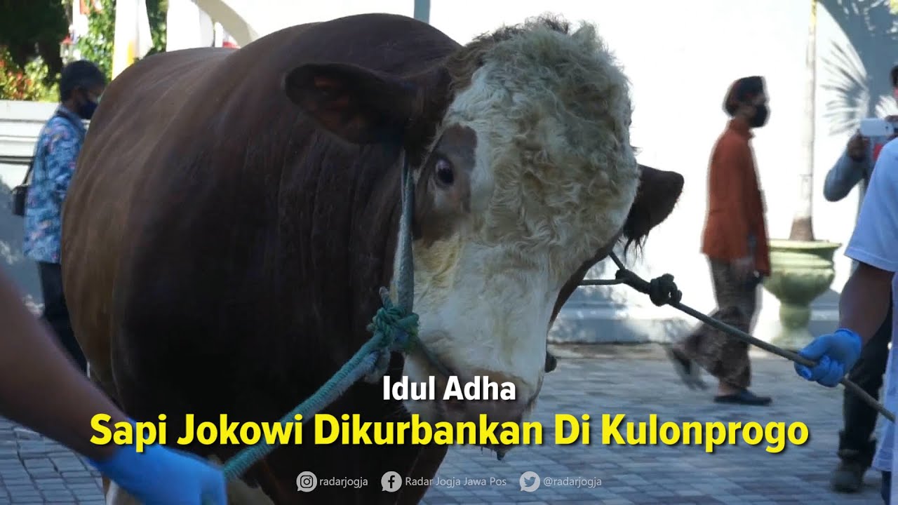 Idul Adha, Jokowi Sumbang Dua Sapi untuk Warga Jogja