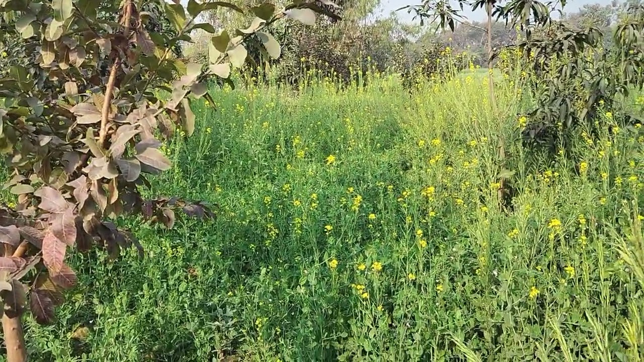 #villagelife #nature #natural #farming #agriculture 