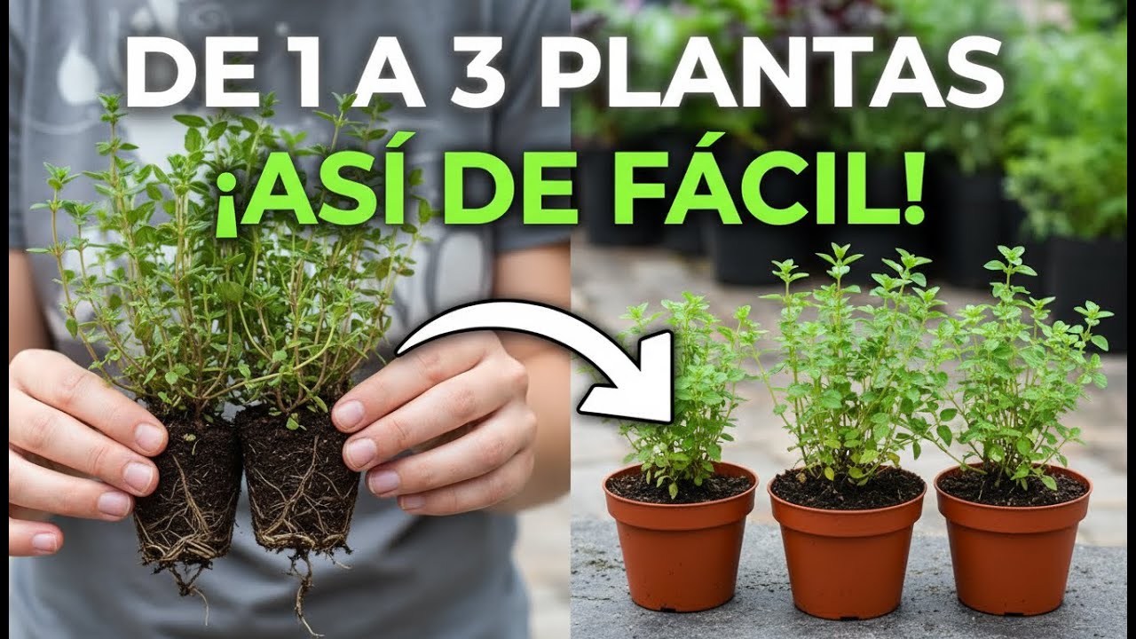 Huerto La Semilla: Cómo Multiplicar Tomillo FÁCIL y RÁPIDO | De 1 Planta Saca 3 (o más)