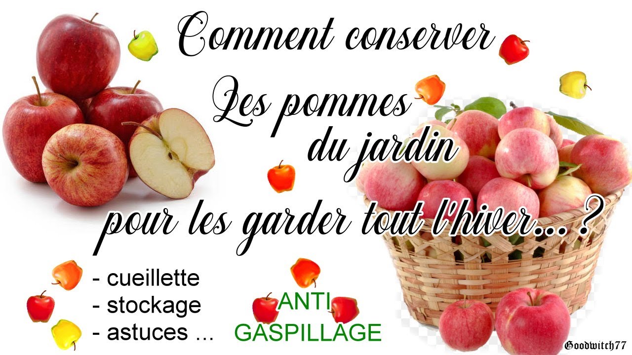 Comment bien conserver les pommes pour l'hiver? Stockage & conservation hiver - How to store apples?