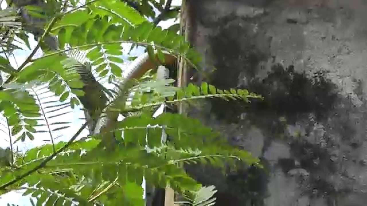 HUGE Snake on Tree - Then Climbs to a Roof!