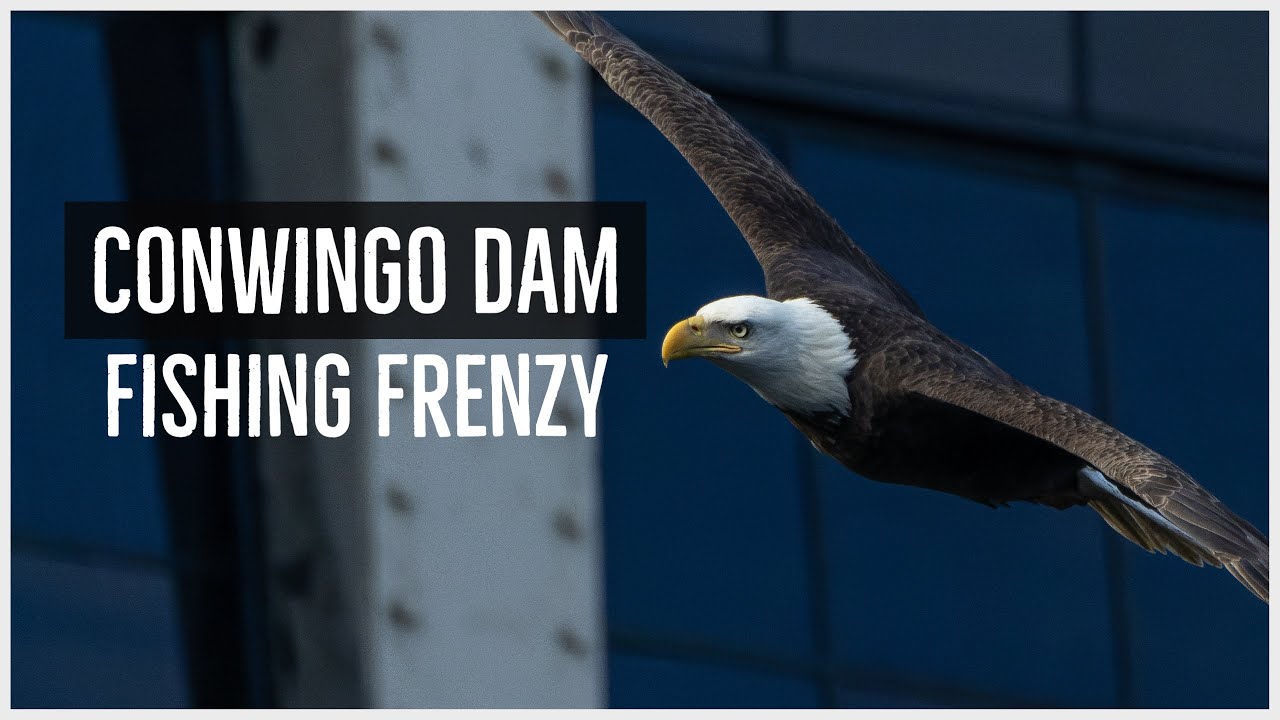 Bald Eagle fishing frenzy at the Conowingo Dam! 3 Days of filming Eagles in late fall