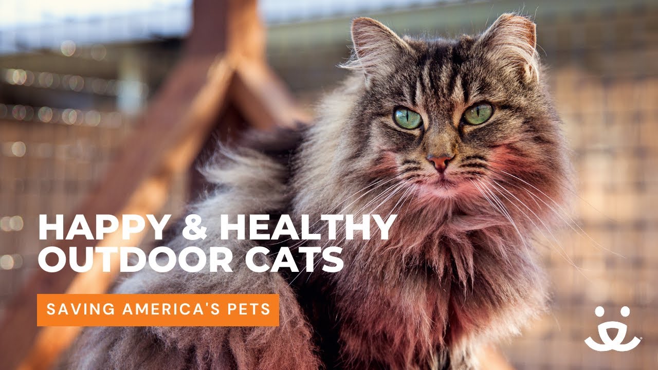 The different types of outdoor community cats