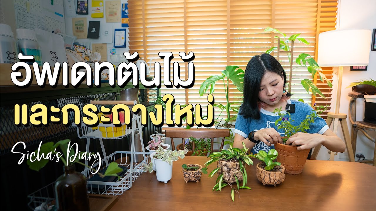 อัพเดทต้นไม้และกระถางใหม่ ๆ มิ.ย. 2022 #ไม้ดอก #กระถางต้นไม้