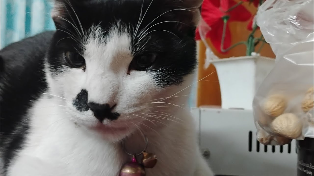 आज चिंकी गई चाय बगवान घुमने 😻😹😼🙀