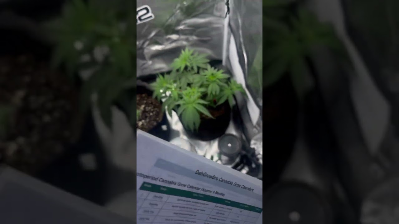 I used ChatGPT to help me stay on task #420community #growtips #growjourney