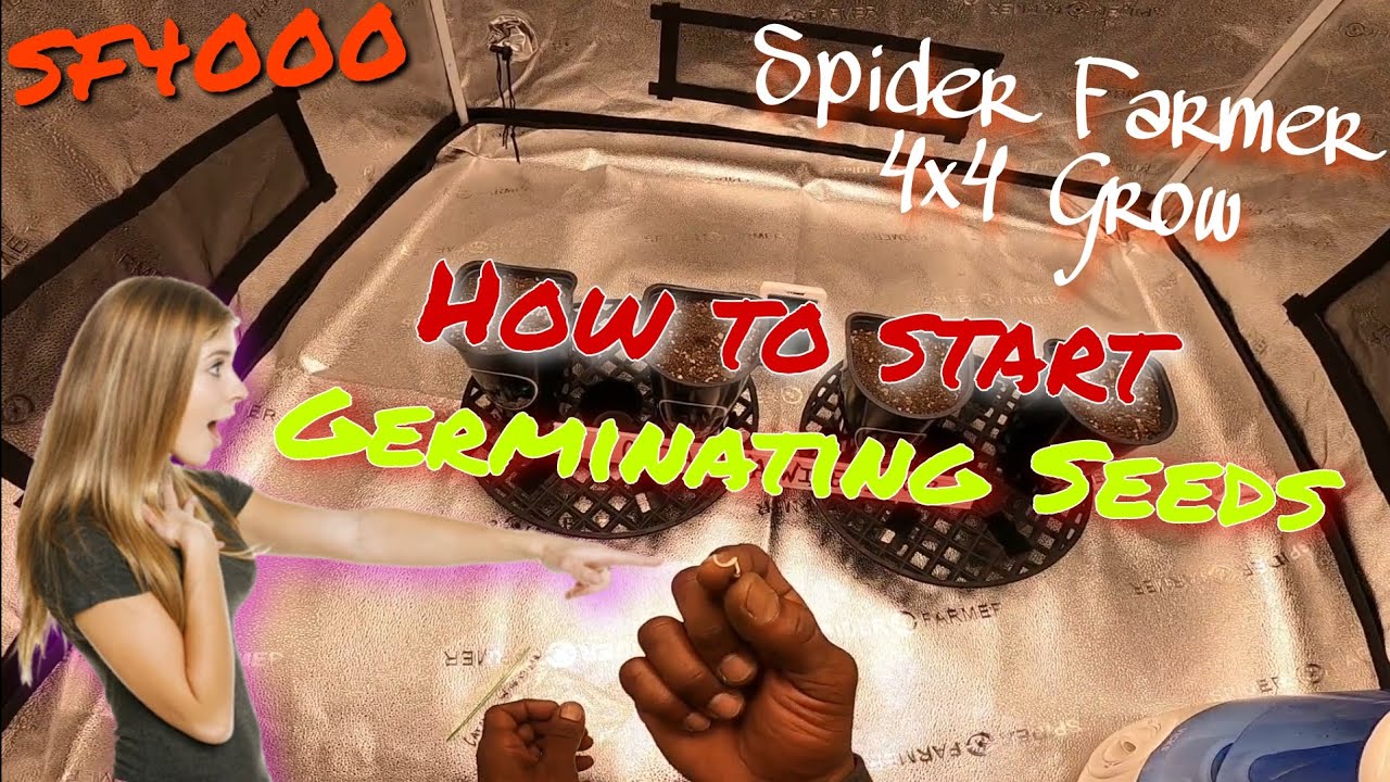 Germinating Seeds : How to Start / Spider Farmer : 4x4Grow Tent / SF4000 : Dimmer & Distance