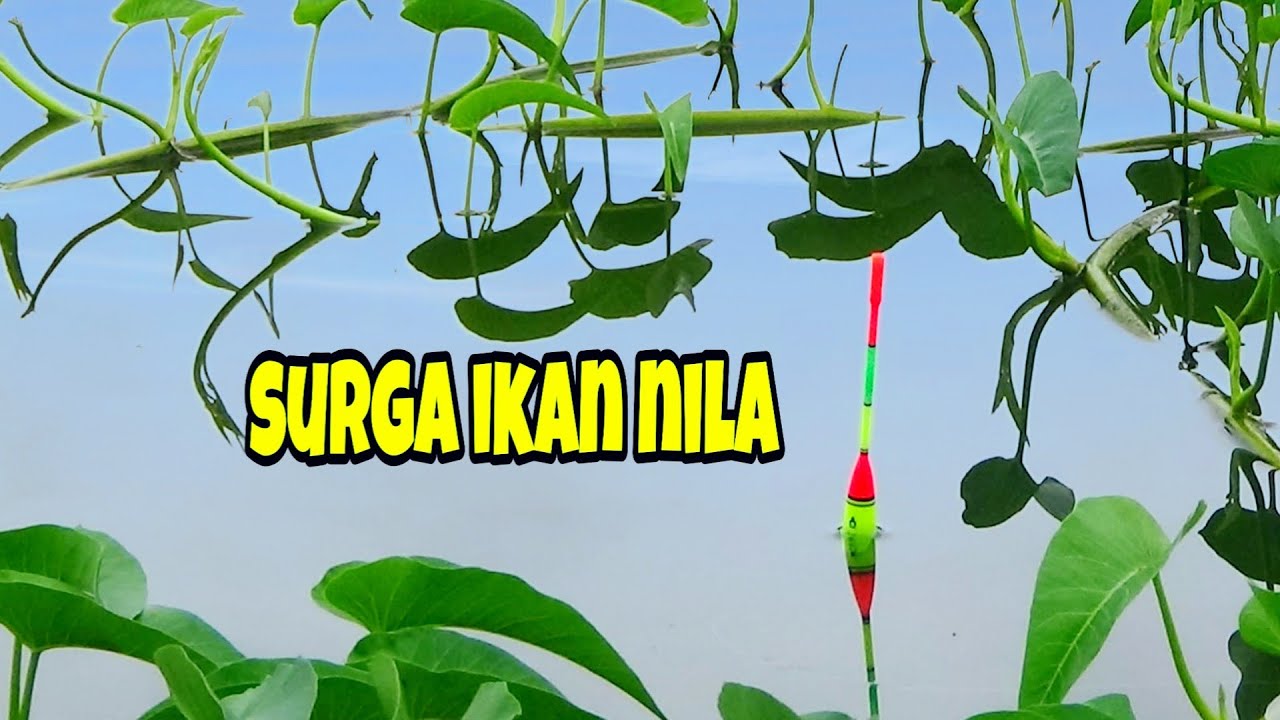 Asal Mancing Ikan Nila ///Cara Memancing Ikan Mujair Dengan Umpan Cacing