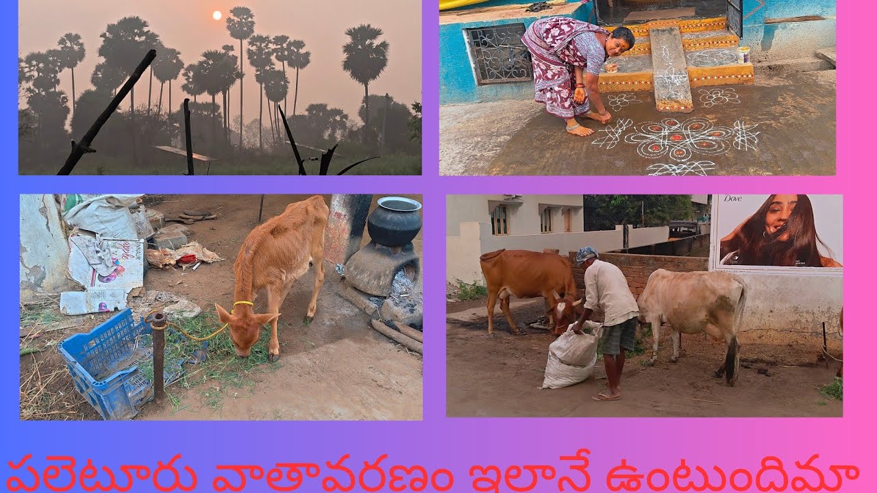 పల్లెటూర్లో తెల్లవారుజామున పనులు ఈ విధంగా ఉంటాయి 😄👌👌👌
