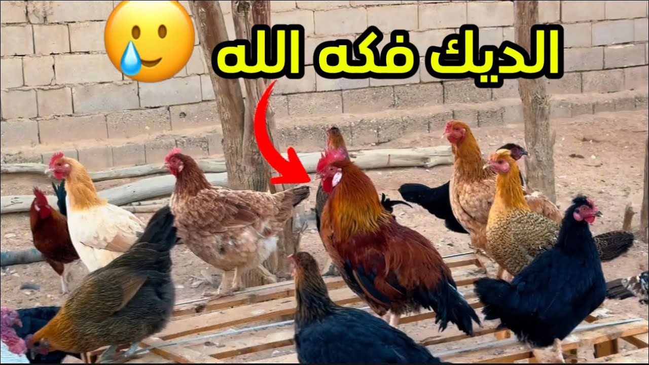 ديك محتجز في مكان ضيق فكه الله🥹 ونقدم له العلاج والراحه